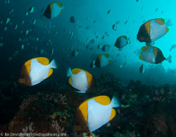 BD-090922-Bunaken-9223733-Hemitaurichthys-polyepis-(Bleeker.-1857)-[Pyramid-butterflyfish].jpg